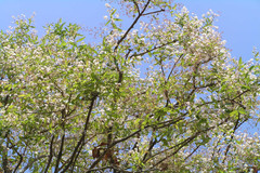Lagerstroemia parviflora